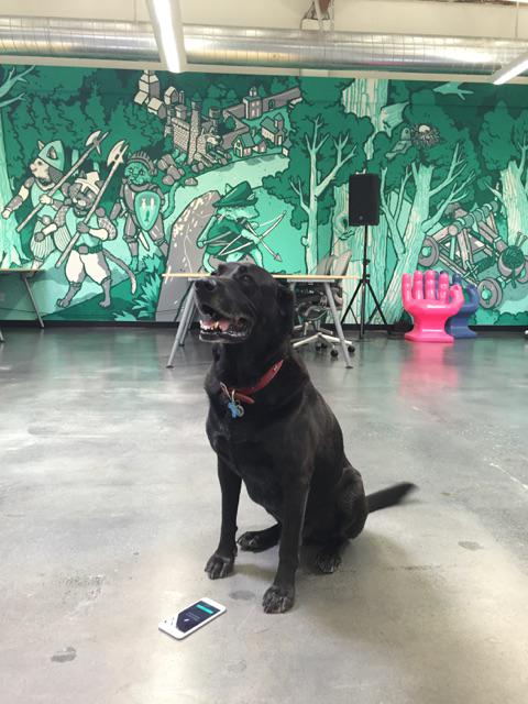 Meet Cooper — honorary member of Robinhood design team